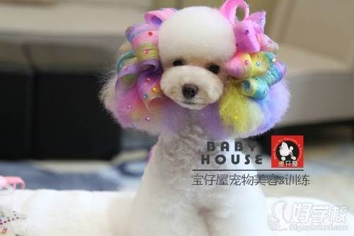 B级宠物美容师培训