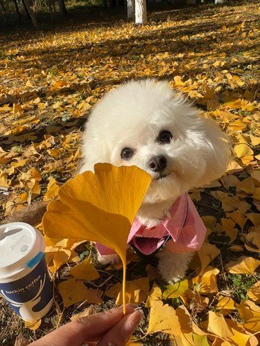 狗狗晒太阳啦☀️