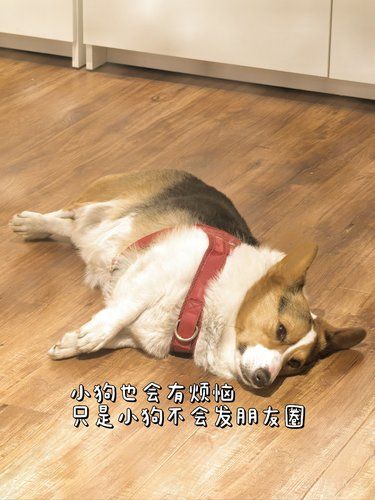 小狗也有烦恼吗