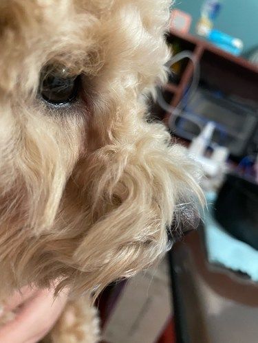 安安静静的狗狗时刻