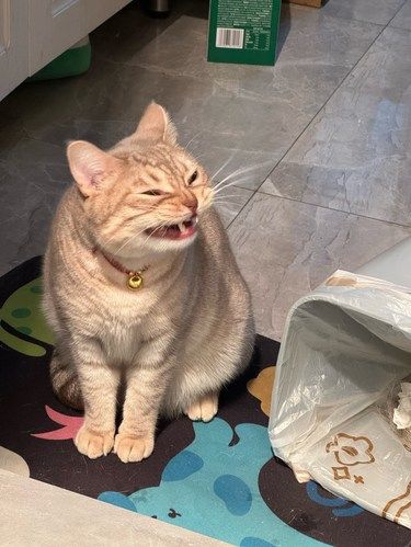 猫咪安慰拥抱