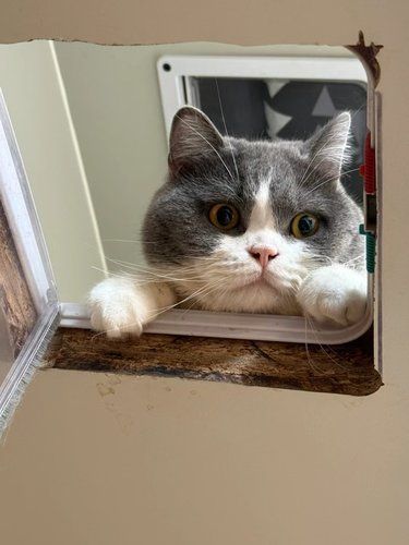 家猫能去猫咖打工吗？