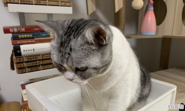 小狗死后埋在土里多久才会腐烂,土葬宠物狗要挖多深