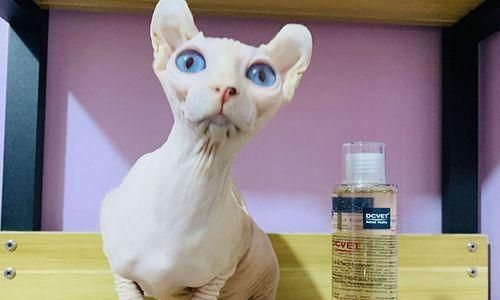 小猫去世后的处理方法（以宠物为主）