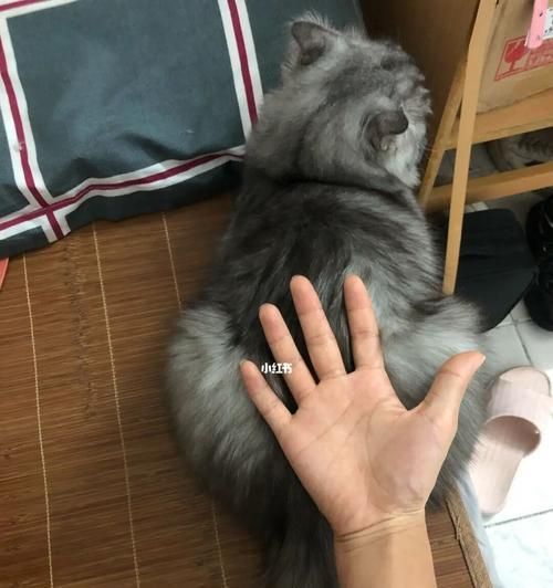 小猫去世后的处理方法（以宠物为主）