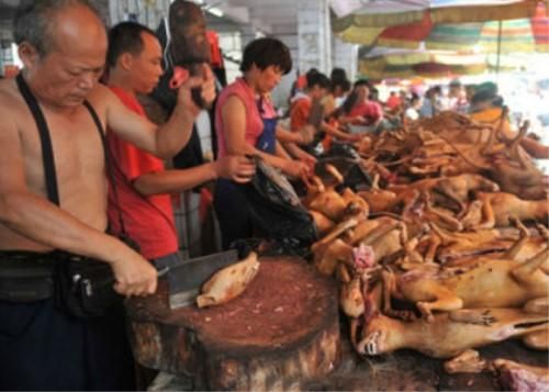 外国人是怎么看待中国人吃狗肉的？没想到，竟然这么多人表示理解