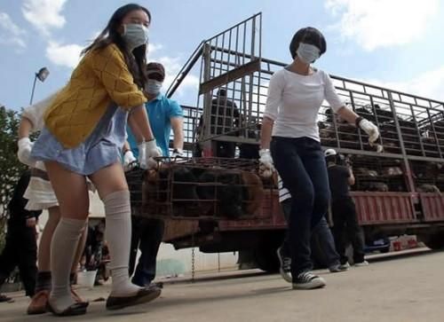 外国人是怎么看待中国人吃狗肉的？没想到，竟然这么多人表示理解