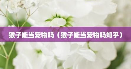 猴子能当宠物吗（猴子能当宠物吗知乎）