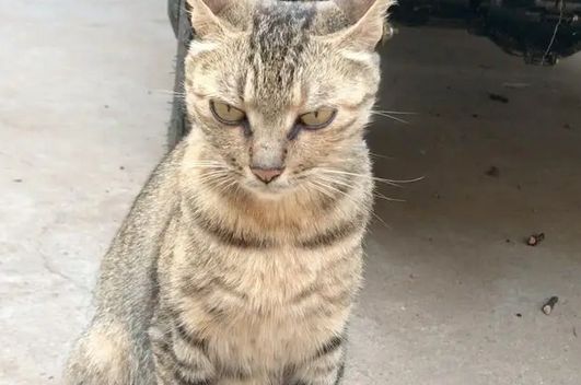 “掘金”宠物猫：男子辞职在家养猫，年赚近30万