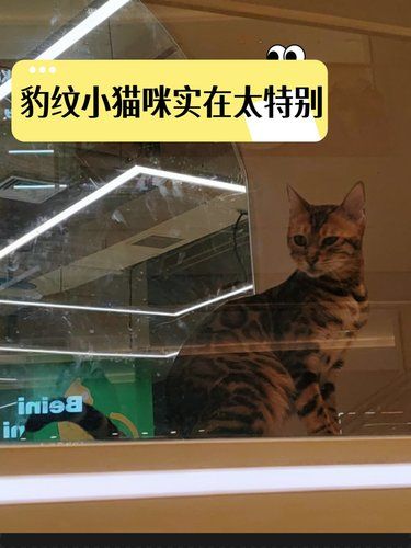 豹纹小猫咪好养吗？