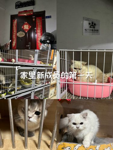 抽中了猫咪体验