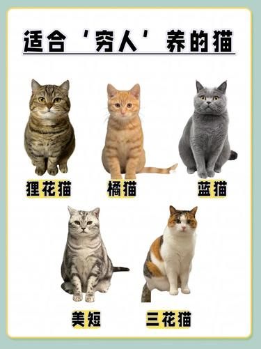 “穷人”也能轻松养的宝藏猫猫