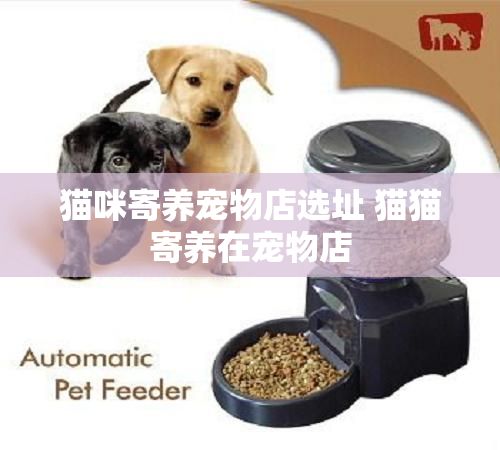 猫咪寄养宠物店选址 猫猫寄养在宠物店