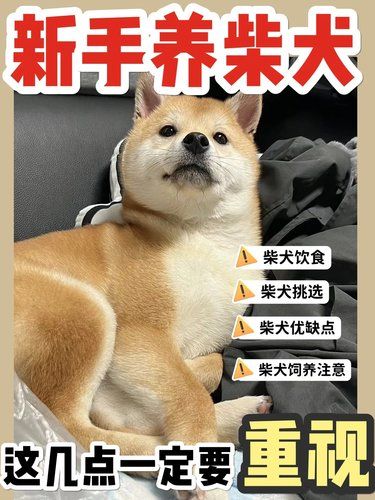 新手养柴犬保姆级攻略｜倔强小八嘎✨