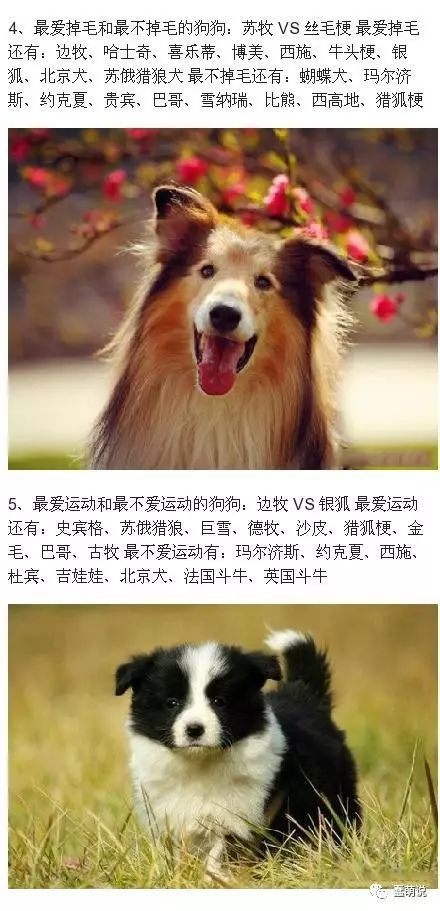 揭秘！宠物狗的天堂：寻找隐藏版养宠圣地！