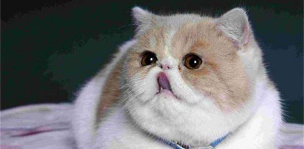 三个月的加菲猫怎么养