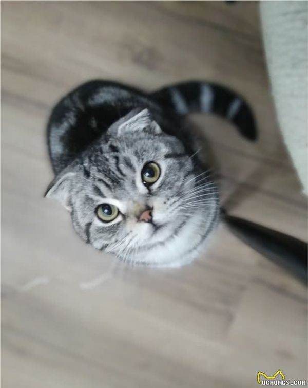 宠物猫可以生肉喂养吗，怎么喂养？