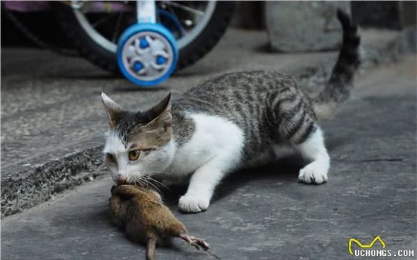 宠物猫可以生肉喂养吗，怎么喂养？