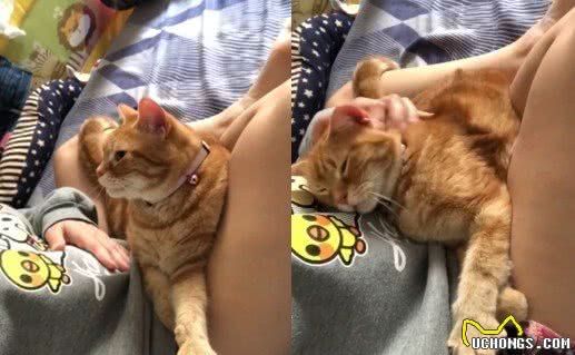 宠物猫可以生肉喂养吗，怎么喂养？