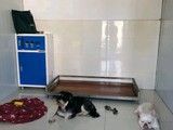 海淀香山附近宠物狗狗寄养拉多寄养