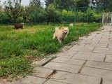 海淀紫竹院宠物寄养房间一犬一舍散养托管接送