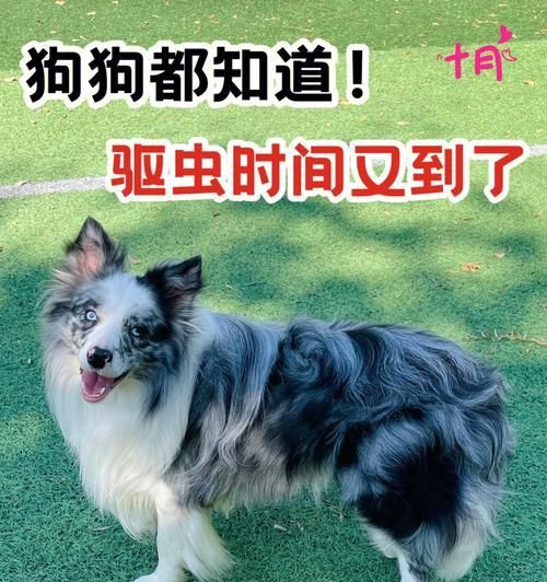 宠物狗狗驱虫指南（一岁大的狗狗如何进行有效驱虫）