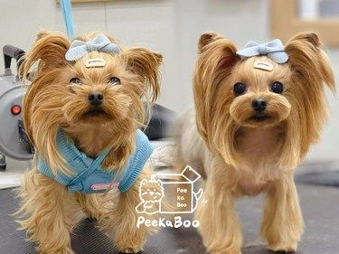 让我看看哪个小可爱年前还没安排上洗剪吹呀