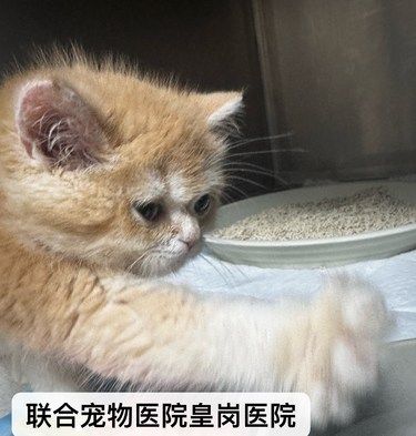两个月小猫术后恢复效果佳