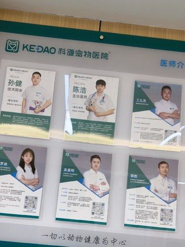 母猫绝育