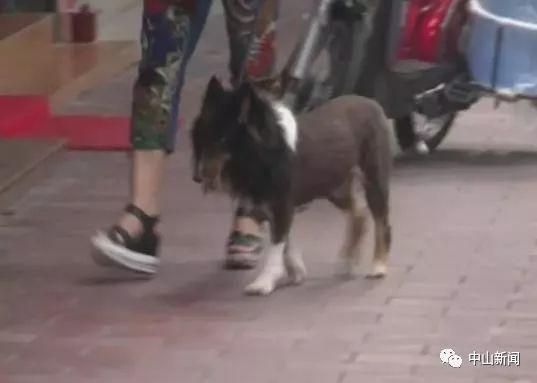 禁止犬类进入室内公共场所？广东立法规范养狗，注意这些规定……