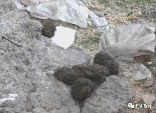 禁止犬类进入室内公共场所？广东立法规范养狗，注意这些规定……
