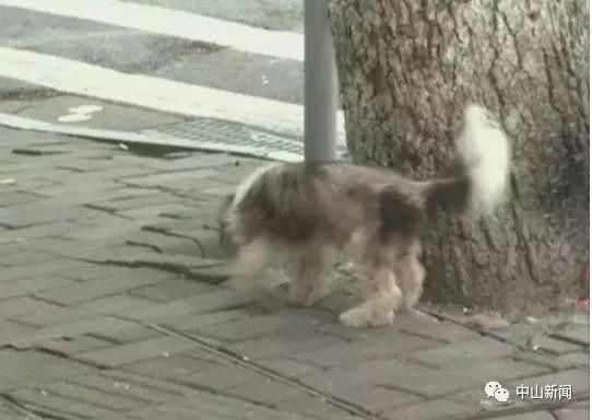 禁止犬类进入室内公共场所？广东立法规范养狗，注意这些规定……