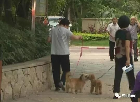 禁止犬类进入室内公共场所？广东立法规范养狗，注意这些规定……