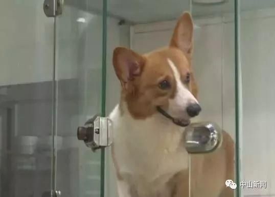 禁止犬类进入室内公共场所？广东立法规范养狗，注意这些规定……