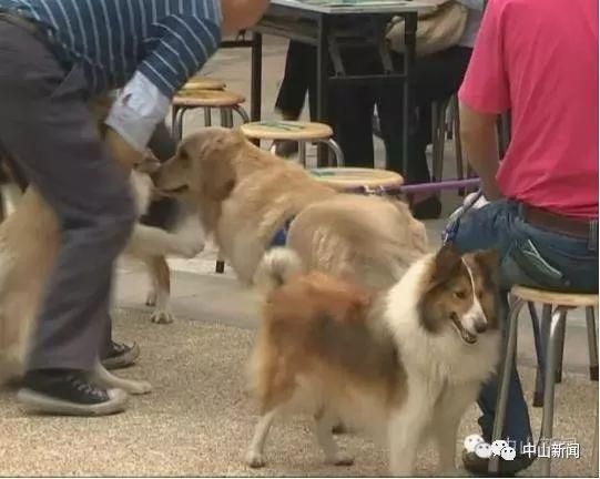 禁止犬类进入室内公共场所？广东立法规范养狗，注意这些规定……