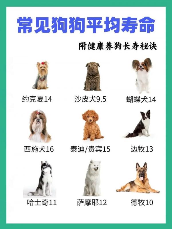 狗可以活多久（狗可以活多久的寿命）