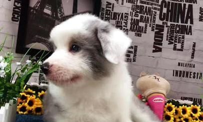 边境牧羊犬美容指南（如何让你的宠物变得更加时尚和美丽）