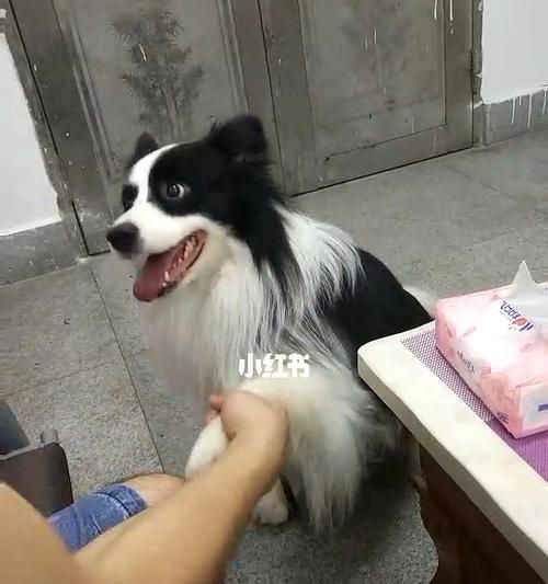 边境牧羊犬美容指南（如何让你的宠物变得更加时尚和美丽）