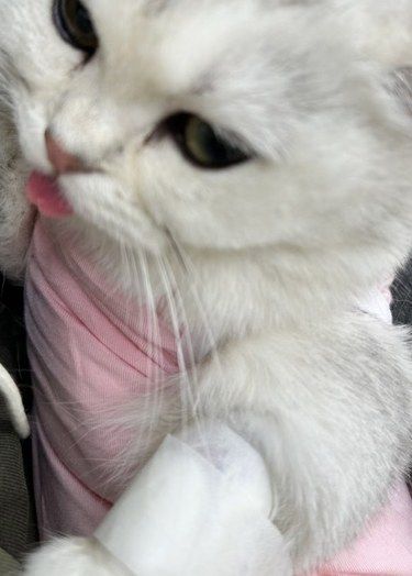 喵生大事母猫绝育
