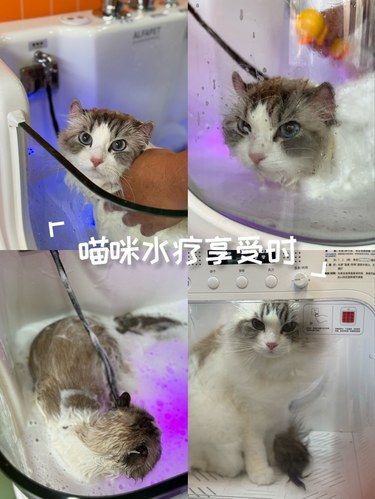 喵咪水疗享受时