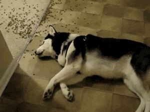 懒人适合养什么狗