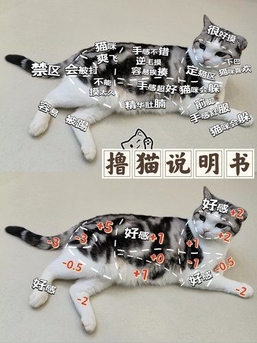 新手撸猫说明书