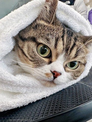 猫咪的牙结石到底要不要自己清理？