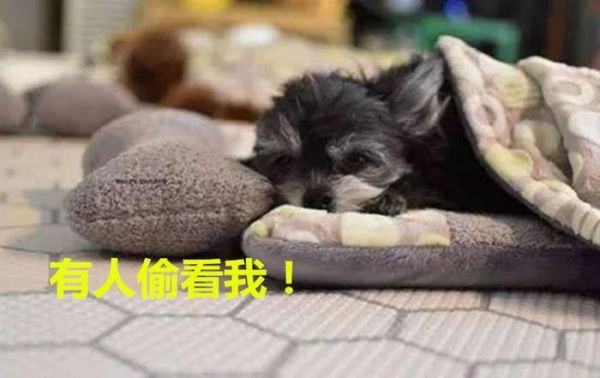 宠物幼儿园开学了，在网上一夜爆红，网友：超有爱的，想去！