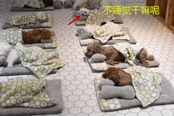 宠物幼儿园开学了，在网上一夜爆红，网友：超有爱的，想去！