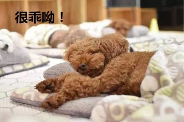 宠物幼儿园开学了，在网上一夜爆红，网友：超有爱的，想去！