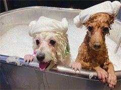 天津宠物狗上门训犬-收费标准