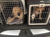 天津宠物托运空运陆运至全国各市县.安全高效 宠物托运 费用合理