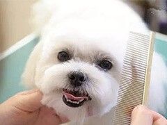 天津训犬学校-专业教练