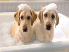 天津上门训犬一般多少钱-诚信保障